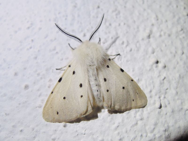 Diaphora mendica (Erebidae Arctiinae)